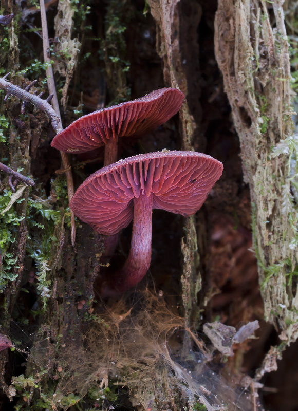 Cortinarius vitiosus